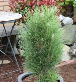 Schwarzkiefer Green Tower 15-20cm - Pinus Nigra