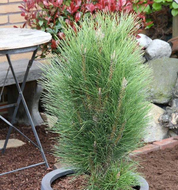 Schwarzkiefer Green Tower 15-20cm - Pinus Nigra 3 Schwarzkiefer Green Tower 15-20cm - Pinus Nigra