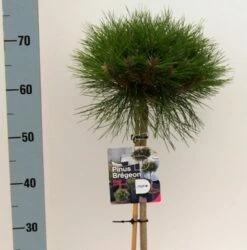 Hochstamm Zwergschwarzkiefer Marie Bregeon 40-60cm - Pinus Nigra