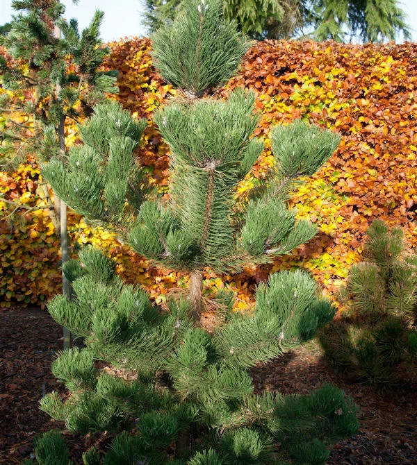 Österreichische Schwarzkiefer Oregon Green 60-70cm - Pinus Nigra 3 Österreichische Schwarzkiefer Oregon Green 60-70cm - Pinus Nigra