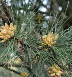 Kleine Säulen Schwarz Kiefer Komet 30-40cm - Pinus Nigra