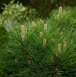 Runde Schwarzkiefer Rondello 40-50cm - Pinus Nigra