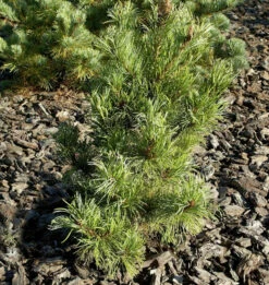Blaugraue Zwerg Mädchen Kiefer Kusu Dama 25-30cm - Pinus Parviflora