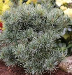 Japanische Zwergmädchenkiefer 25-30cm - Pinus Parviflora