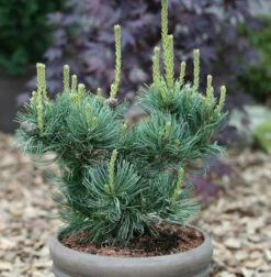 Mädchenkiefer Schoons Bonsai 25-30cm - Pinus Parviflora