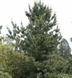 Mädchenkiefer Tempelhof 50-60cm - Pinus Parviflora