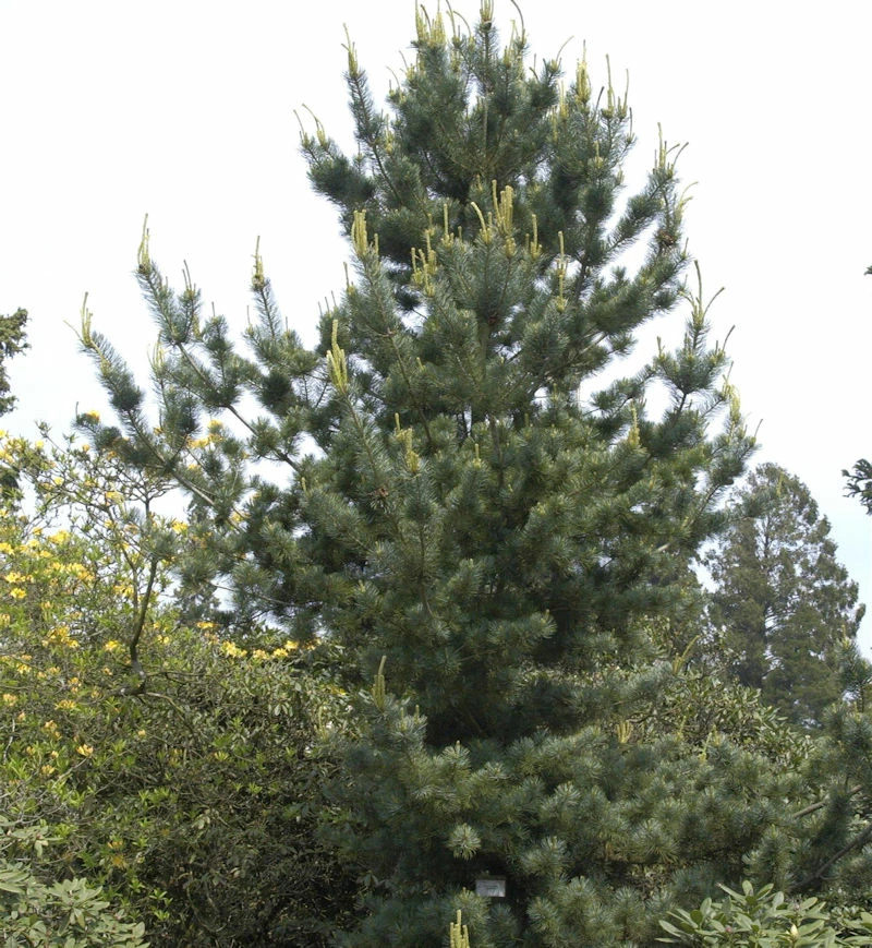 Mädchenkiefer Tempelhof 40-50cm - Pinus Parviflora 3 Mädchenkiefer Tempelhof 40-50cm - Pinus Parviflora