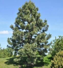 Gelb-Kiefer 60-80cm - Pinus Ponderosa