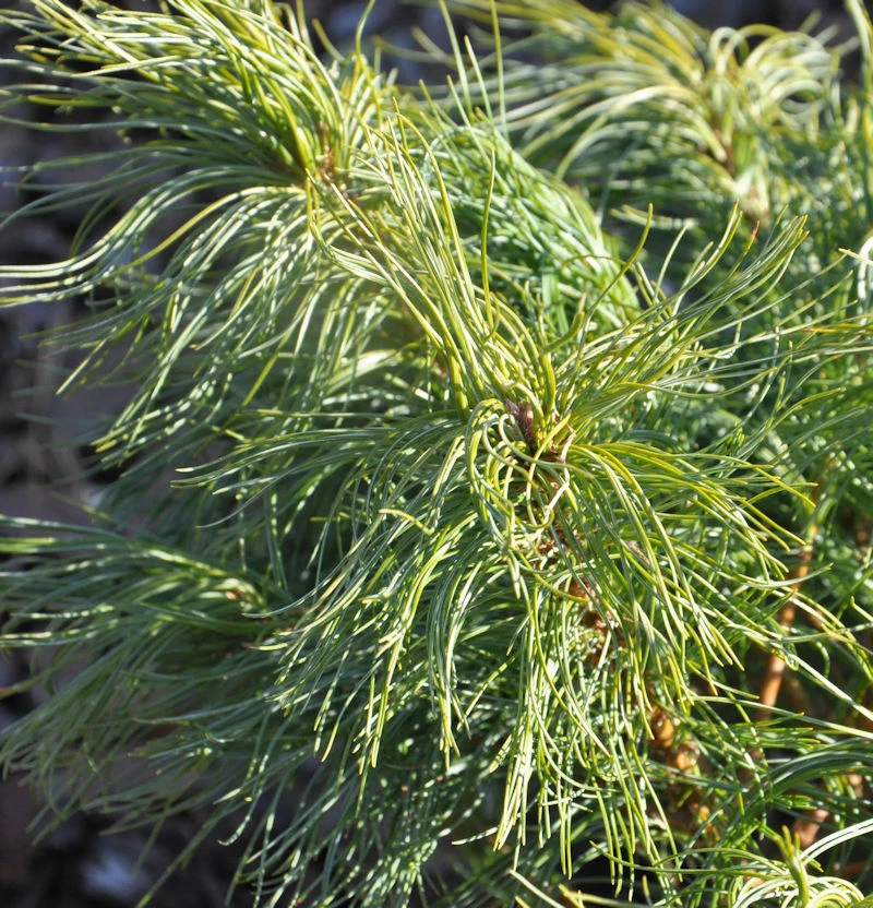 Weymouthskiefer Green Twist 20-25cm - Pinus Parviflora 3 Weymouthskiefer Green Twist 20-25cm - Pinus Parviflora