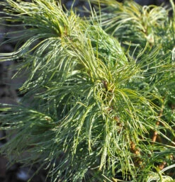 Weymouthskiefer Green Twist 15-20cm - Pinus Parviflora