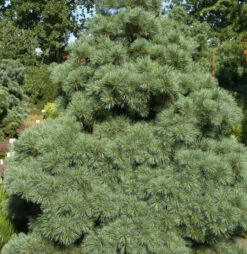 Die Zwergseidenkiefer Macopin 50-60cm - Pinus Strobus