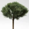 Hochstamm Silberkiefer 60-80cm - Pinus Sylvestris -NR-01 Verkäufe Pinus sylvestris Watereri Stamm