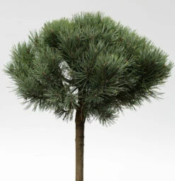 Hochstamm Silberkiefer 60-80cm - Pinus Sylvestris