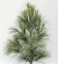 Silberkiefer 60-80cm - Pinus Sylvestris
