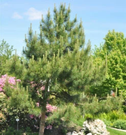 Chinesische Kiefer 40-50cm - Pinus Tabuliiformis