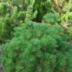 Japanische Schwarzkiefer Maijima 40-50cm - Pinus Thunbergii