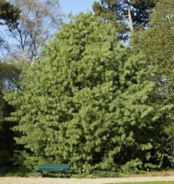 Tränenkiefer 40-50cm - Pinus Wallichiana