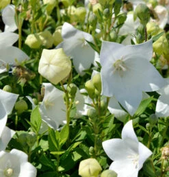 Ballonblume Astra Weiß - Platycodon Grandiflorus