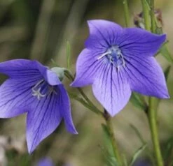 Ballonblume Fuji Blue - Platycodon Grandiflorus