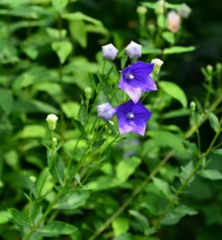 Ballonblume Marie - Platycodon Grandiflorus