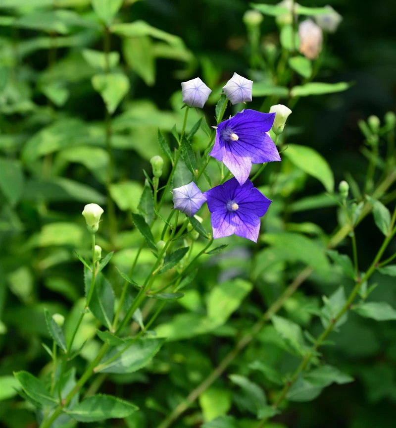Ballonblume Marie - Platycodon Grandiflorus 3 Ballonblume Marie - Platycodon Grandiflorus