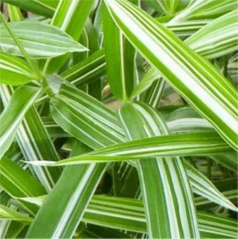 Zweifarbiger Zwergbambus - Pleioblastus Variegatus 3 Zweifarbiger Zwergbambus - Pleioblastus Variegatus