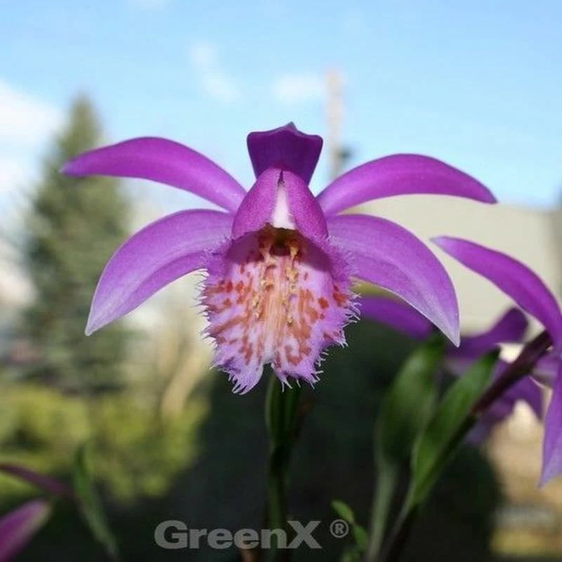Tibet Orchidee - Pleione Formosana 3 Tibet Orchidee - Pleione Formosana