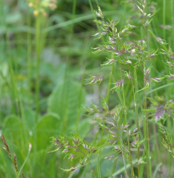 Waldrispengras - Poa Chaixii 3 Waldrispengras - Poa Chaixii