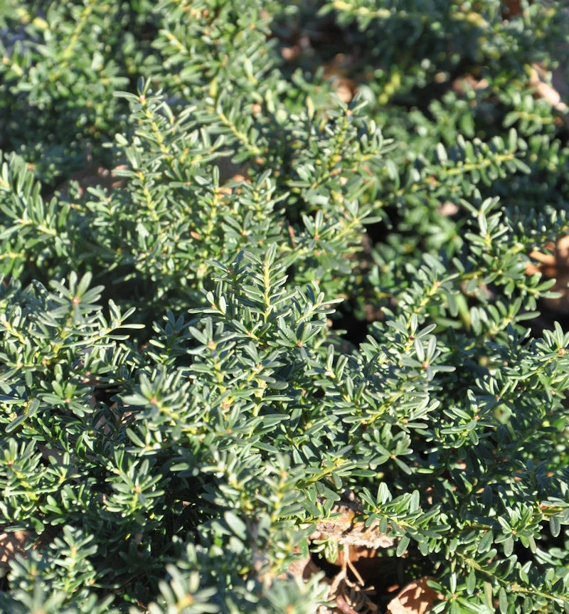 Alpen Steineibe Blue Gem 30-40cm - Podocarpus Lawrencei 3 Alpen Steineibe Blue Gem 30-40cm - Podocarpus Lawrencei