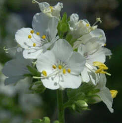 Weiße Himmelsleiter - Polemonium Caeruleum