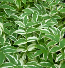 Jakobsleiter Stairway To Heaven - Polemonium Reptans