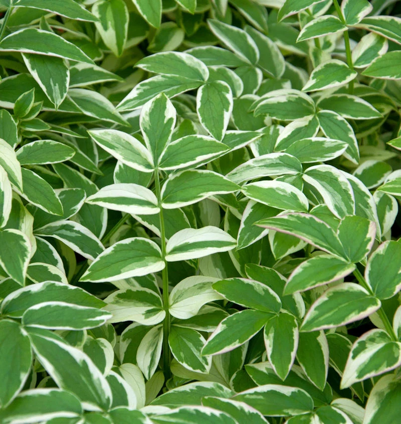 Jakobsleiter Stairway To Heaven - Polemonium Reptans 3 Jakobsleiter Stairway To Heaven - Polemonium Reptans