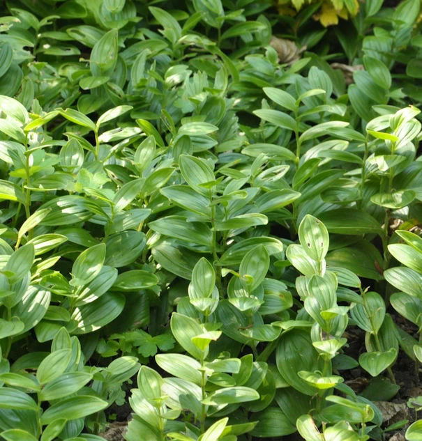 Zwerg Salomonssiegel - Polygonatum Humile 3 Zwerg Salomonssiegel - Polygonatum Humile