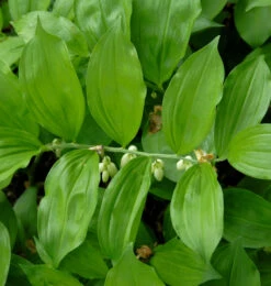Breitblättriger Weißwurz - Polygonatum Latifolium