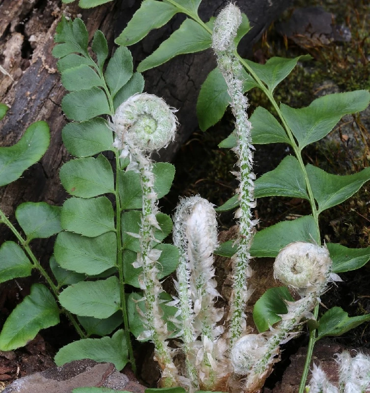 Amerikanischer Weihnachtsfarn - Polystichum Acrostichoides 3 Amerikanischer Weihnachtsfarn - Polystichum Acrostichoides