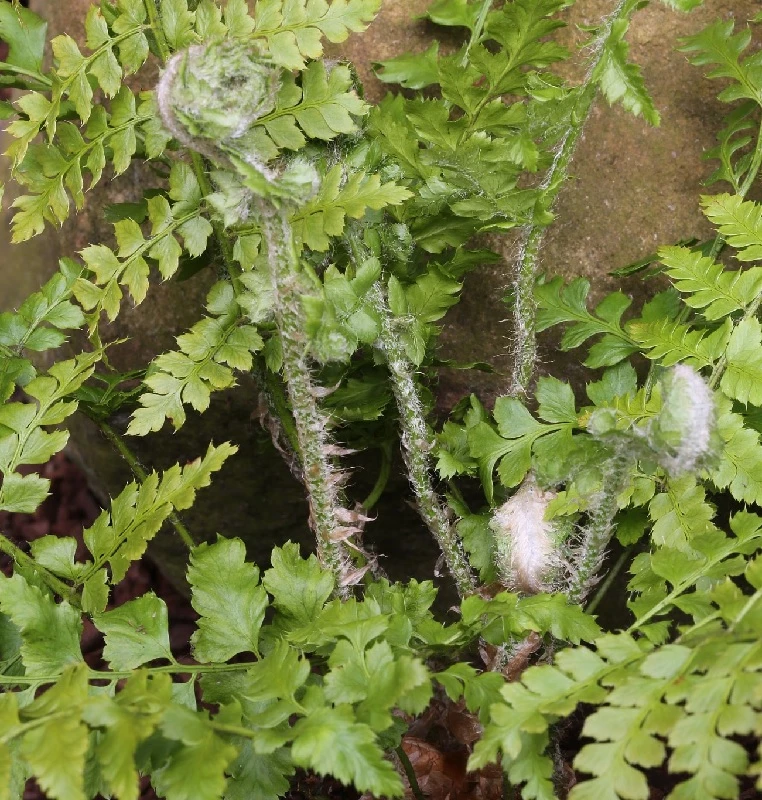 Weicher Schildfarn - Großer Topf - Polystichum Setiferum 3 Weicher Schildfarn - Großer Topf - Polystichum Setiferum