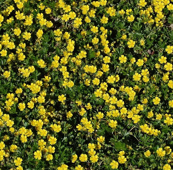 Frühlingsfingerkraut - Potentilla Neumanniana 3 Frühlingsfingerkraut - Potentilla Neumanniana
