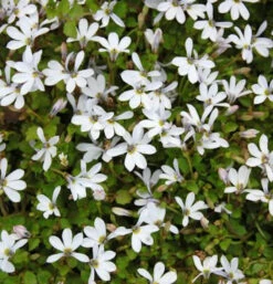Bubikopf Treadwellii - Pratia Pedunculata