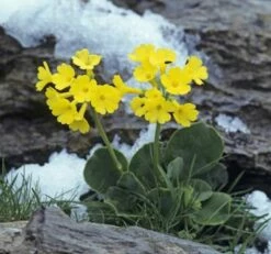 Alpenaurikel - Primula Auricula