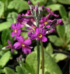 Rosa Etagenprimel - Primula Beesiana