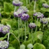 Kopf Primel Noverna Deep Blue - Primula Capitata 2 Kopf Primel Noverna Deep Blue - Primula Capitata -NR-01 Verkäufe Primula capitata Noverna Deep Blue
