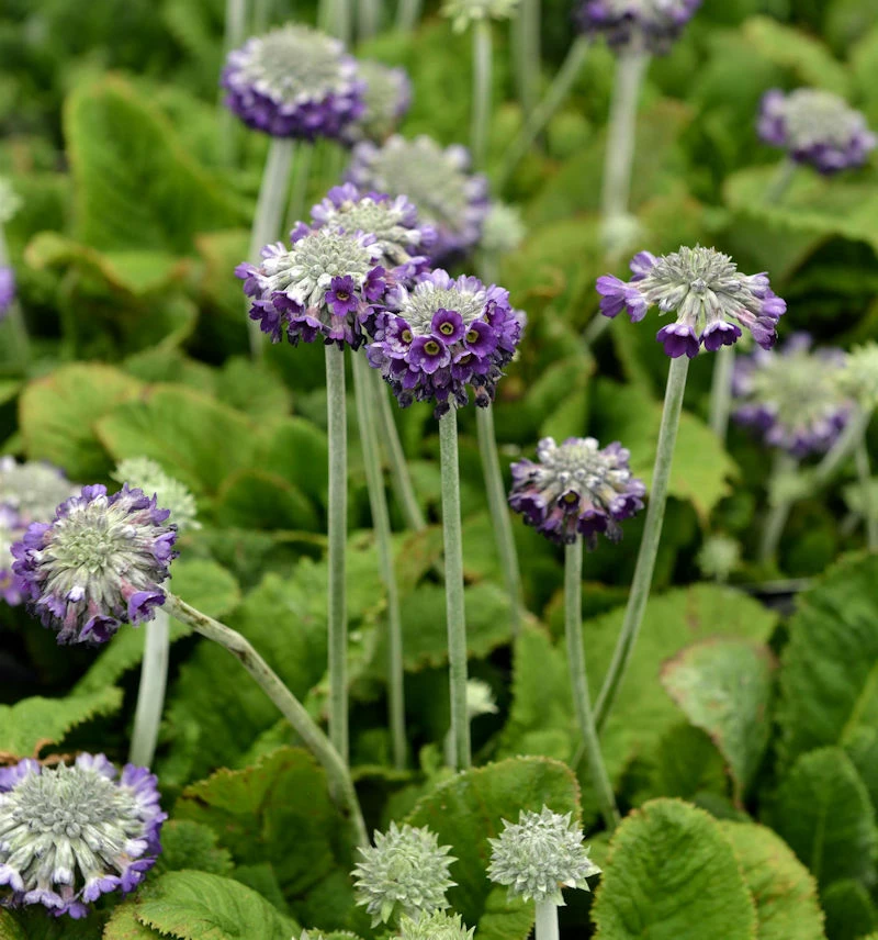 Kopf Primel Noverna Deep Blue - Primula Capitata 3 Kopf Primel Noverna Deep Blue - Primula Capitata