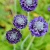 Kugelprimel Blaue Auslese - Primula Denticulata 2 Kugelprimel Blaue Auslese - Primula Denticulata -NR-01 Verkäufe Primula denticulata BlaueAuslese