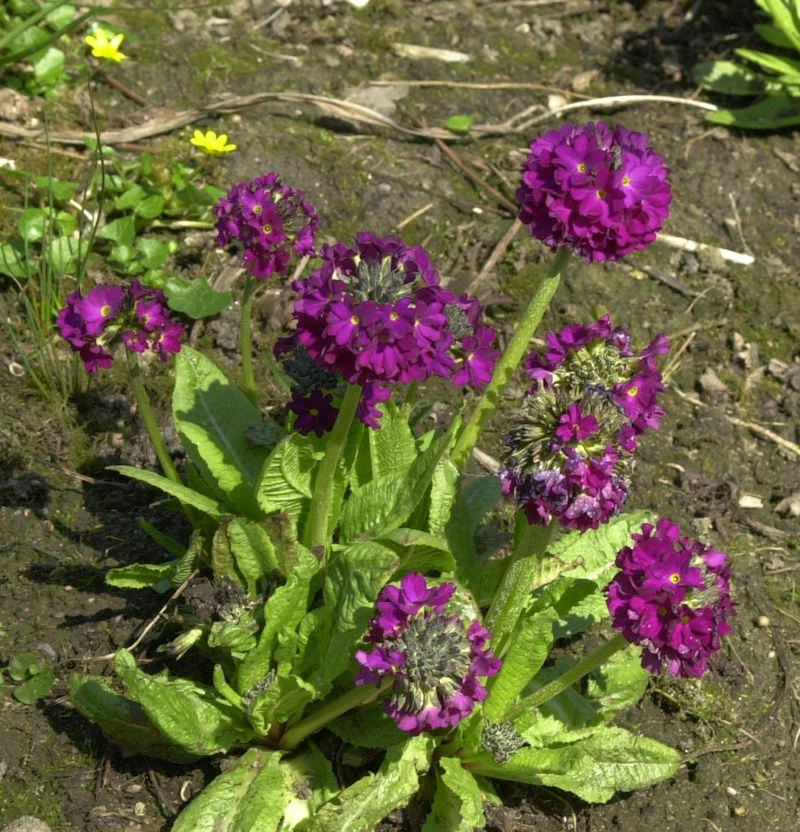Kugelprimel Rubin - Primula Denticulata 3 Kugelprimel Rubin - Primula Denticulata