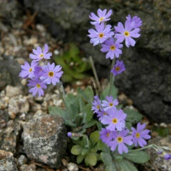 Mehlprimel - Primula Farinosa