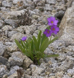 Parrys Primel - Primula Parryi