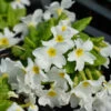 Teppich Primel Snow White - Primula Pruhoniciana 1 Teppich Primel Snow White - Primula Pruhoniciana -NR-01 Verkäufe Primula pruhoniciana Snow White 1