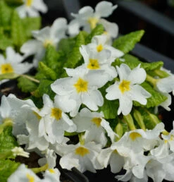 Teppich Primel Snow White - Primula Pruhoniciana