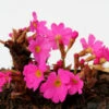 Rosen Primel - Primula Rosea 2 Rosen Primel - Primula Rosea -NR-01 Verkäufe Primula rosea1