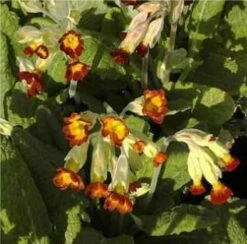 Echte Schlüsselblume Sunset Shades - Primula Veris